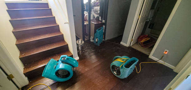 Best Flood damage cleanup  in Lahaina, HI